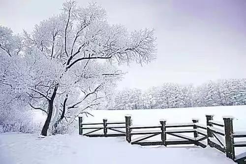 新品品鑒｜東方傲雪 以雪為墨，繪就一抹遺世獨(圖2)